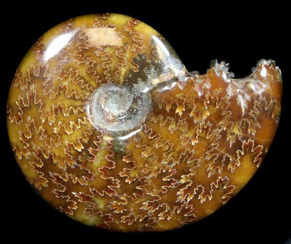 Cleoniceras Ammonite Fossil - Madagascar #36724